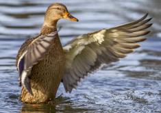A duck flapping its wings in the water
