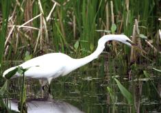 Great Egret Marsh Preserve